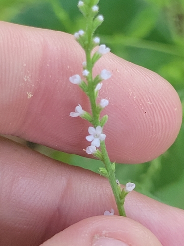 Verbena urticifolia (white vervain)