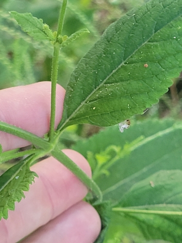 Verbena urticifolia (white vervain)