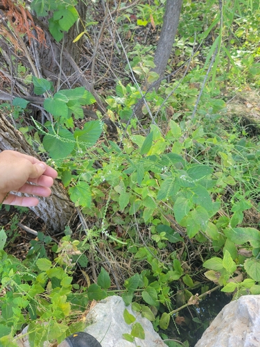 Verbena urticifolia (white vervain)