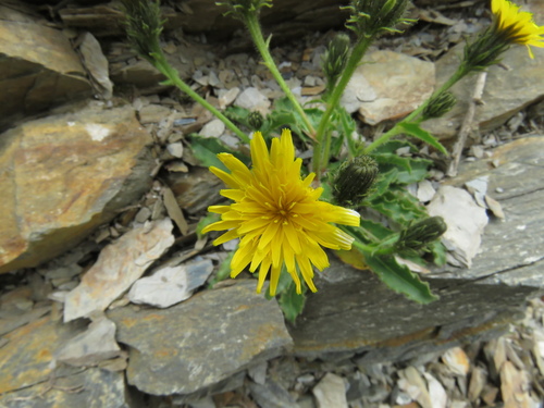 Picris hieracioides (Hawkweed Oxtongue)
