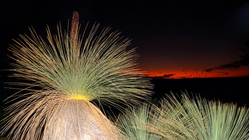 Xanthorrhoea (Grasstrees) (alternate view 5)