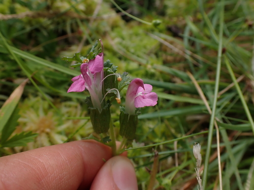 Pedicularis sylvatica (Common Lousewort)