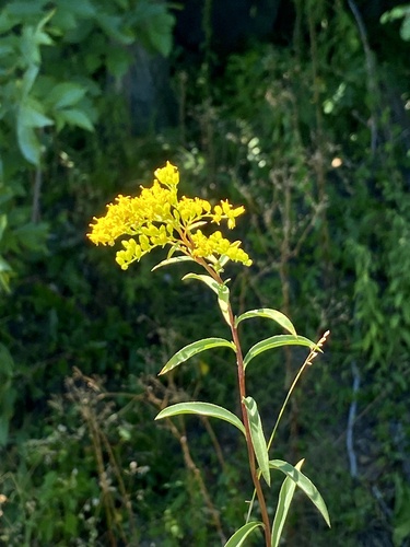 Solidago juncea (early goldenrod) (alternate view 2)