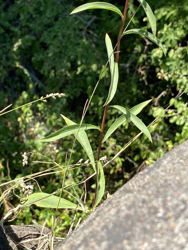 Solidago juncea (early goldenrod) (alternate view 3)