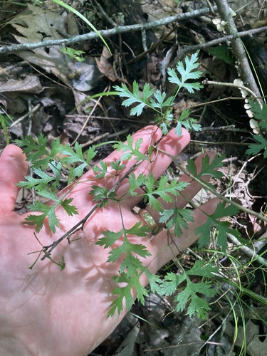 Crataegus marshallii (parsley hawthorn)