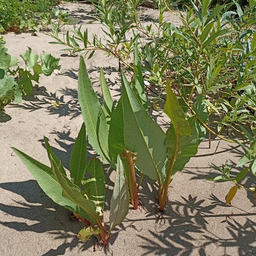 Rumex hydrolapathum (Water Dock)