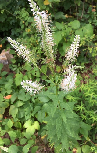 Veronicastrum virginicum (culver's root) (alternate view 6)