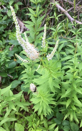Veronicastrum virginicum (culver's root) (alternate view 5)