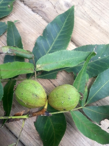 Carya glabra (pignut hickory) (alternate view 5)
