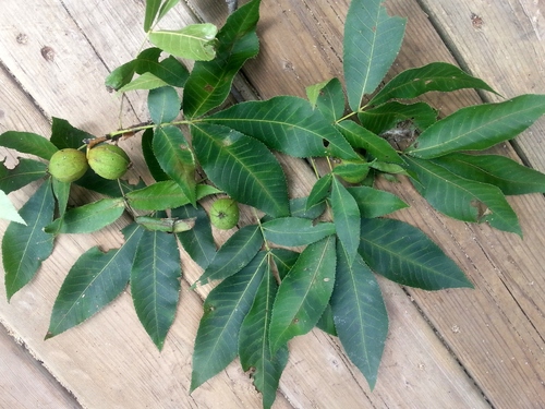 Carya glabra (pignut hickory) (alternate view 6)