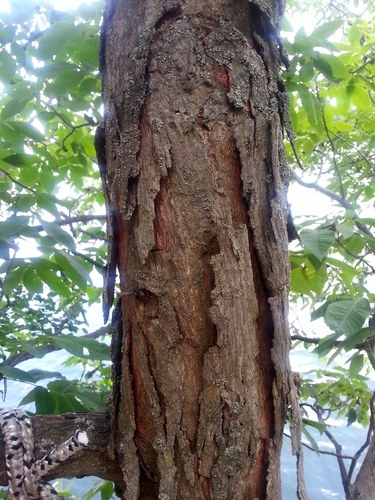 Carya glabra (pignut hickory) (alternate view 7)