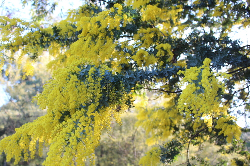 Acacia baileyana (Cootamundra wattle)