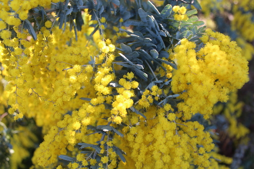 Acacia baileyana (Cootamundra wattle) (alternate view 2)
