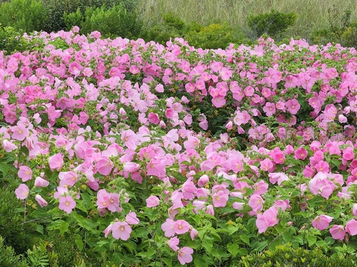 Hibiscus moscheutos (Hardy Hibiscus)