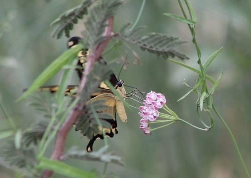 Funastrum heterophyllum (Hartweg's climbing milkweed)