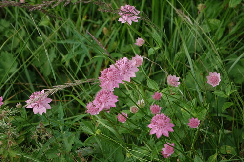 Astrantia maxima (Large Masterwort) (alternate view 3)