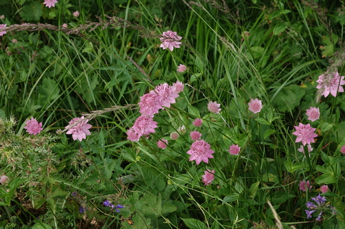 Astrantia maxima (Large Masterwort) (alternate view 4)