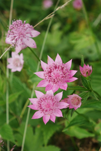 Astrantia maxima (Large Masterwort) (alternate view 5)