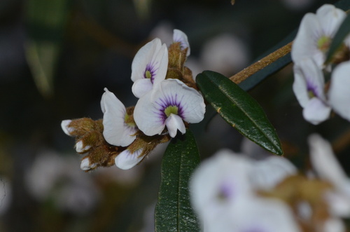 Hovea acutifolia (Purple Bush Pea)