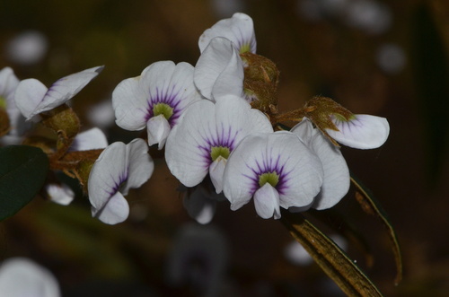 Hovea acutifolia (Purple Bush Pea) (alternate view 2)