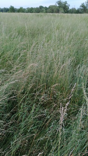 Arrhenatherum elatius (tall oat grass)