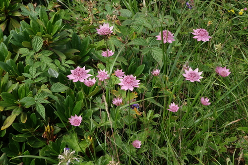 Astrantia maxima (Large Masterwort)