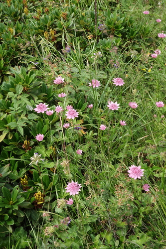 Astrantia maxima (Large Masterwort) (alternate view 2)