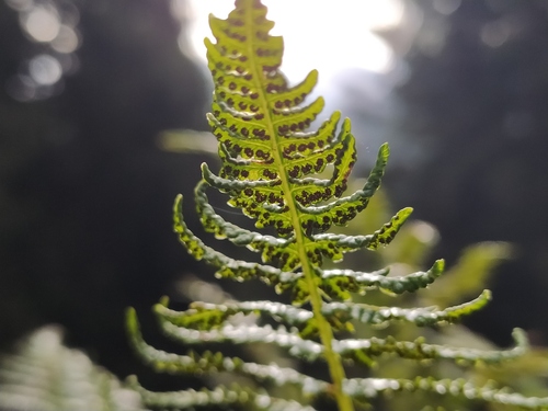 Oreopteris limbosperma (Lemon-scented Fern) (alternate view 3)