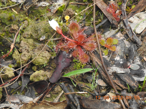 Drosera aberrans (Scented Sundew) (alternate view 5)