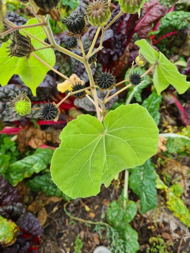 Abutilon theophrasti (velvetleaf) (alternate view 2)