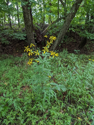 Rudbeckia laciniata (cutleaf coneflower)