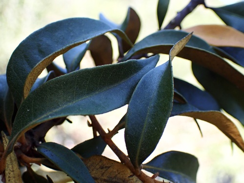 Chrysolepis chrysophylla (Golden Chinquapin)