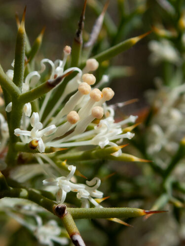 Hakea lissocarpha (Honey Bush) (alternate view 5)