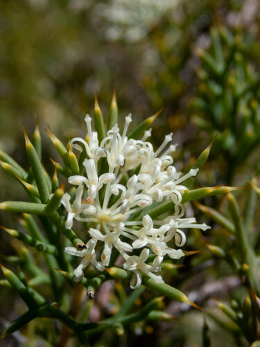 Hakea lissocarpha (Honey Bush) (alternate view 4)