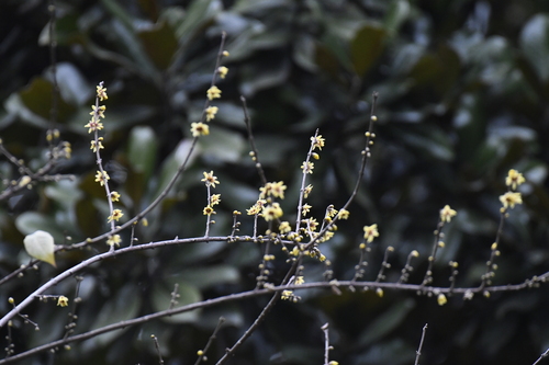 Chimonanthus praecox (Wintersweet)