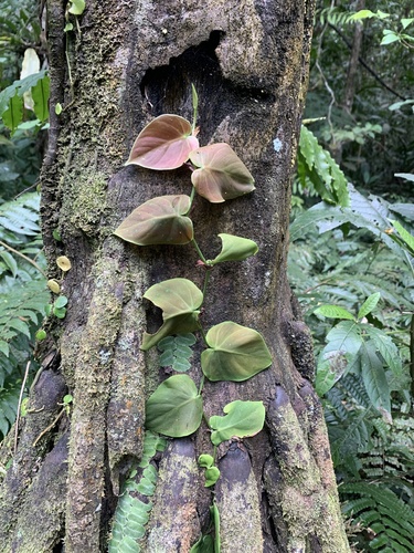 Philodendron hederaceum (Heartleaf Philodendron)