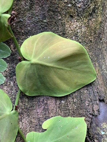 Philodendron hederaceum (Heartleaf Philodendron)