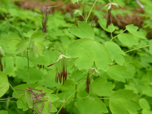 Thalictrum occidentale (Western Meadow-Rue)