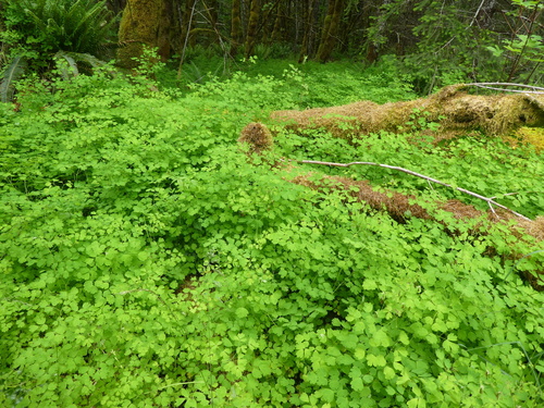 Thalictrum occidentale (Western Meadow-Rue) (alternate view 2)
