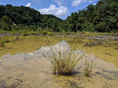 Rhynchospora (Beaksedges) (alternate view 5)