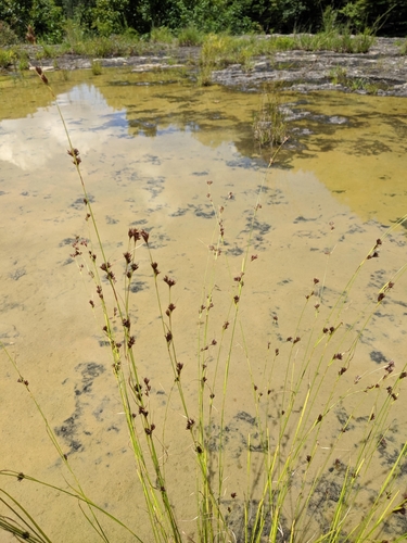 Rhynchospora (Beaksedges) (alternate view 6)