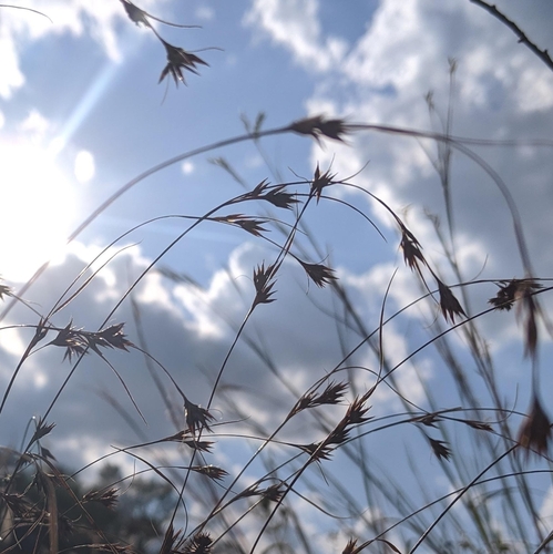 Rhynchospora (Beaksedges) (alternate view 3)