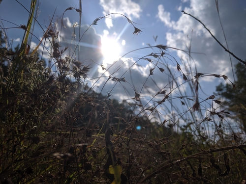 Rhynchospora (Beaksedges) (alternate view 4)