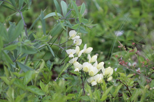 Baptisia leucophaea (cream wild-indigo)