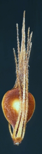 Rhynchospora (Beaksedges) (alternate view 7)