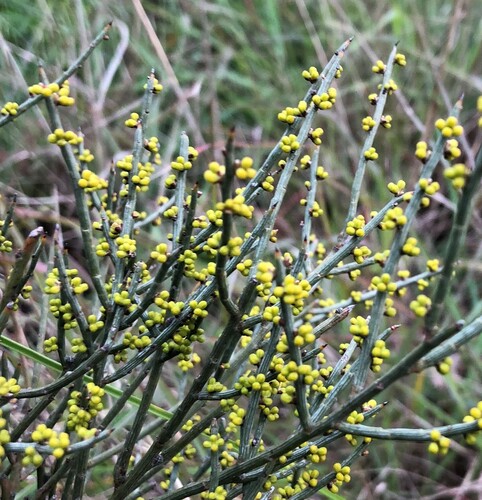 Acacia spinescens (spiny wattle) (alternate view 4)