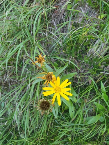 Buphthalmum salicifolium (Willowleaf Ox-eye)
