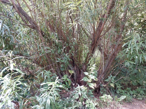 Salix viminalis (basket willow)