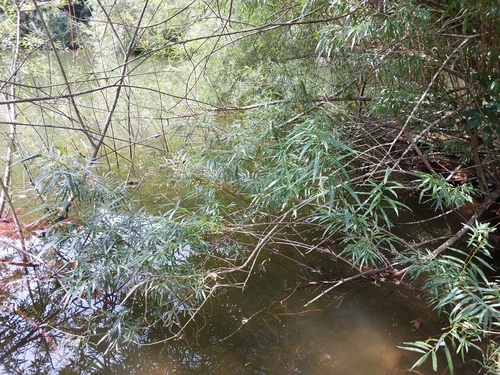 Salix viminalis (basket willow)