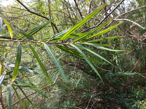 Salix viminalis (basket willow)
